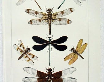 Dragon Flies - Chromo-lithographie en pierre originale datée 1902 par Julius Bien. Antiquités