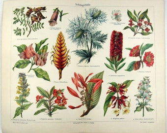 Flowers - Original 1907 Chromo-Lithograph by Meyers. Schaugebilde. Antique