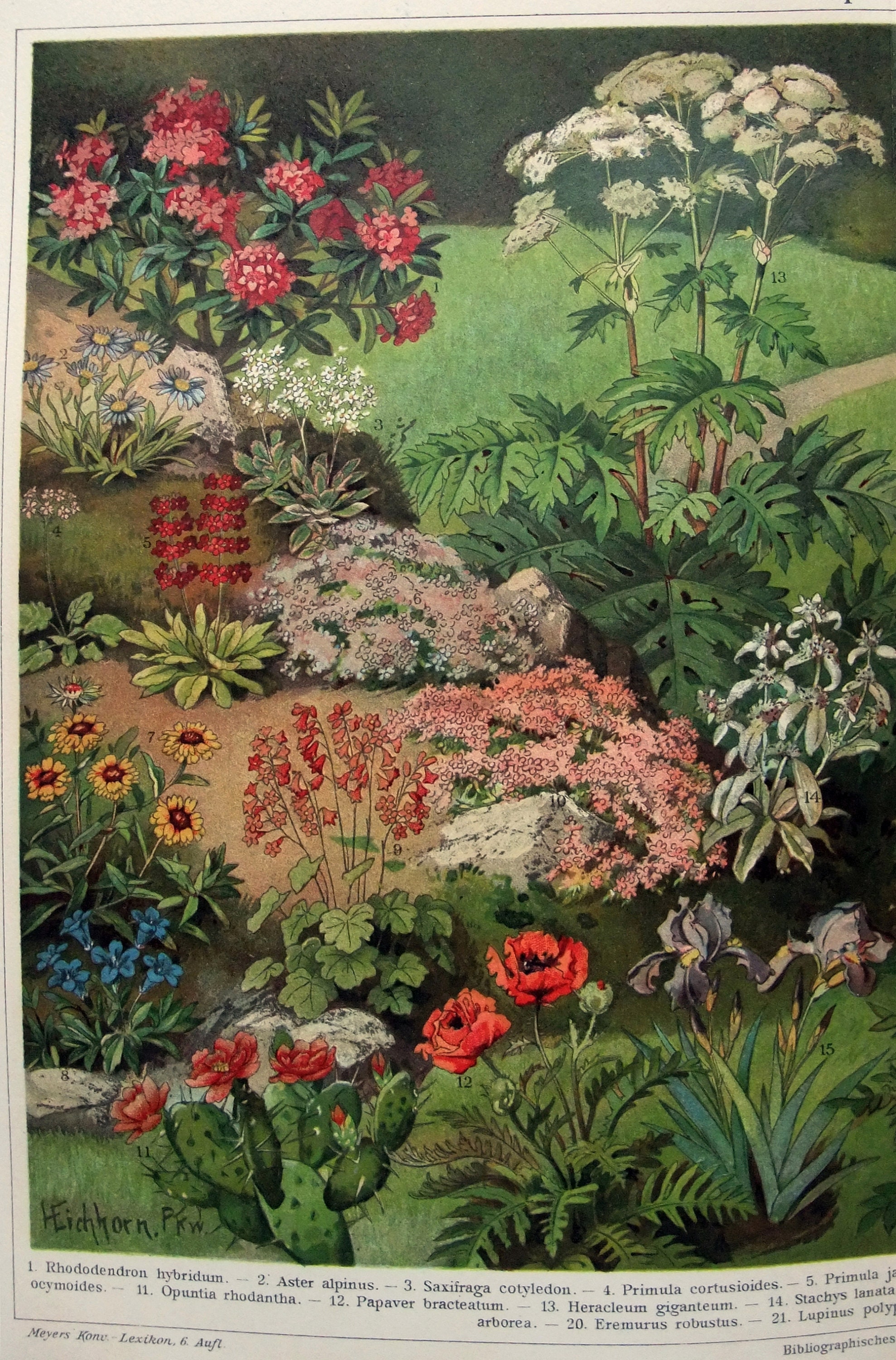 38+ Zierpflanzen Art Rätsel, Gerne können sie uns weitere