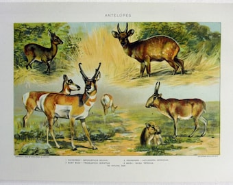 Antelopes - Original 1902 Dated Stone Chromo-Lithograph by Julius Bien. Antique