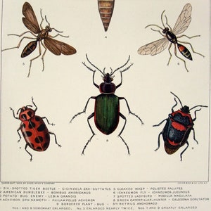 Insects - Original 1902 Dated Stone Chromo-lithograph by Julius Bien - Etsy