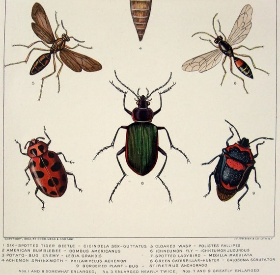 作者不明　【女性】lithograph Insects - Original 1902 Dated Stone Chromo-lithograph by
