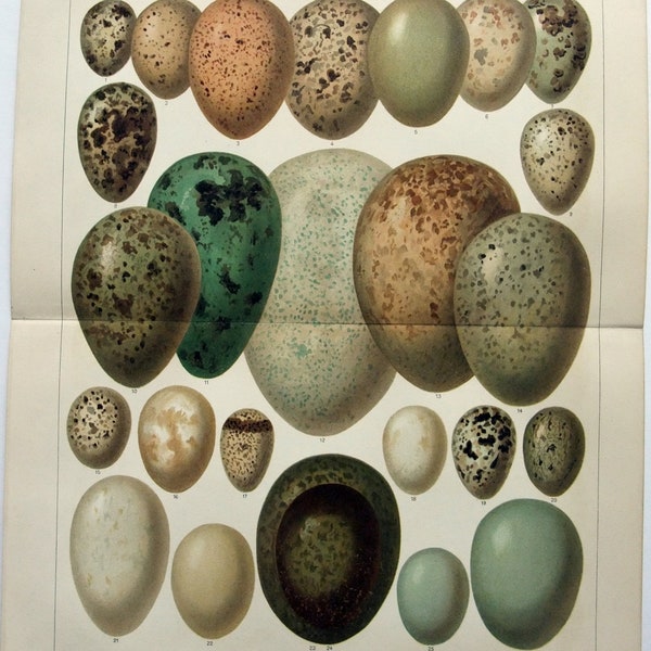 European Bird Eggs II - Original 1905 Chromo-Lithograph by Meyers. Eier europäischer vogel. Antique