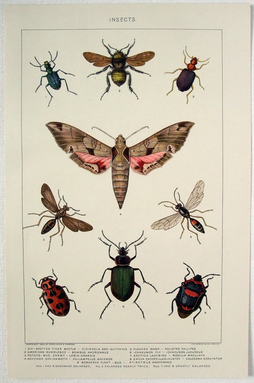 Insects - Original 1902 Dated Stone Chromo-lithograph by Julius Bien - Etsy