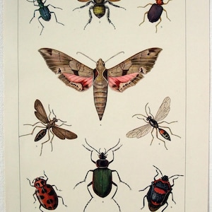 Insects - Original 1902 Dated Stone Chromo-lithograph by Julius Bien - Etsy