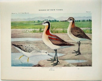Wilson Phalarope - Grabado antiguo de Louis Agassiz Fuertes - De la edición de 1910 de The Birds of New York. Sandpiper. Aviar