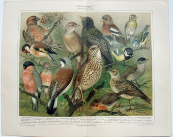 Parlor Birds 1 - Original 1908 Chromolithograph by Meyers. Stubenvogel I. Heimische Stubenvogel