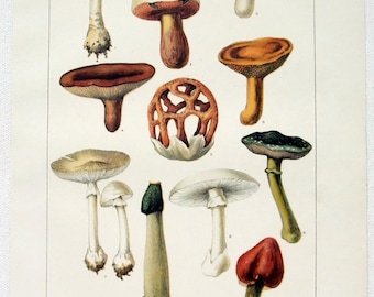 Champignons toxiques - Chromo-lithographie en pierre originale datée 1902 par Julius Bien & Co. Mushroom. Botanique antique