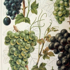 Grapes Original 1905 Chromolithograph by Meyers. Weintrauben image 2