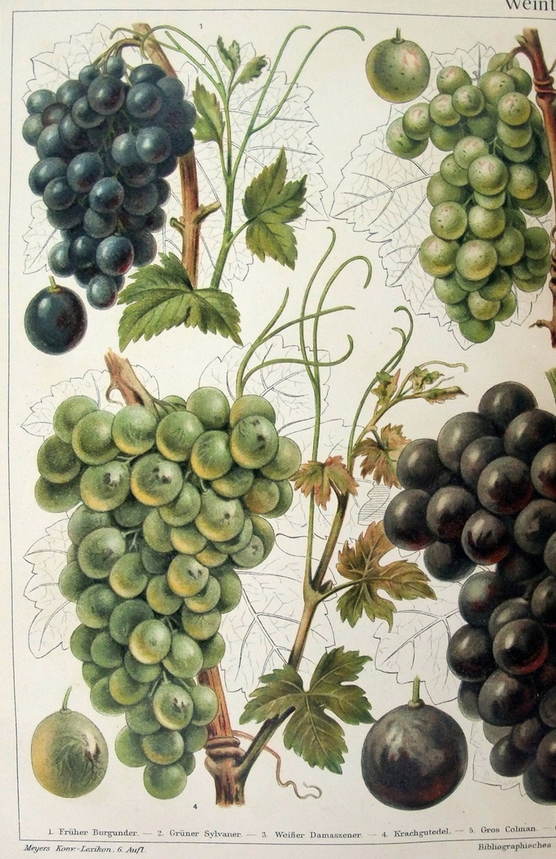 Grapes Original 1905 Chromolithograph by Meyers. Weintrauben image 2