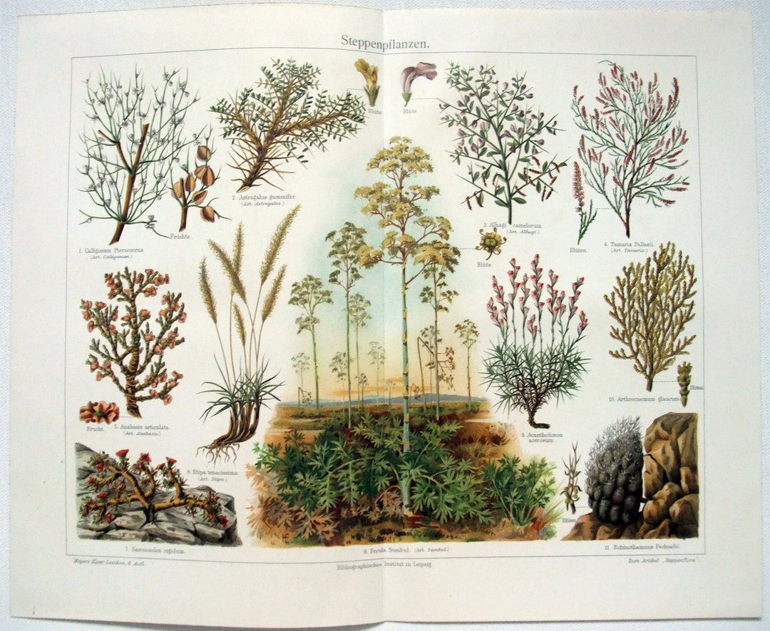 Plant Original Steppe Plants - Original 1908 Chromo-lithograph by Meyers. Grasslands ...