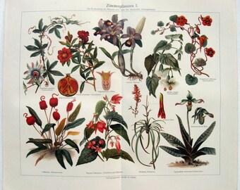 Houseplants I - Original 1908 Chromo-Lithograph by Meyers. Zimmerflanzen I. Antique