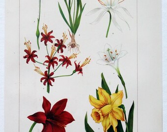 Amaryllis - Original 1902 Dated Stone Chromo-Lithograph. Amaryllidacae Botanical