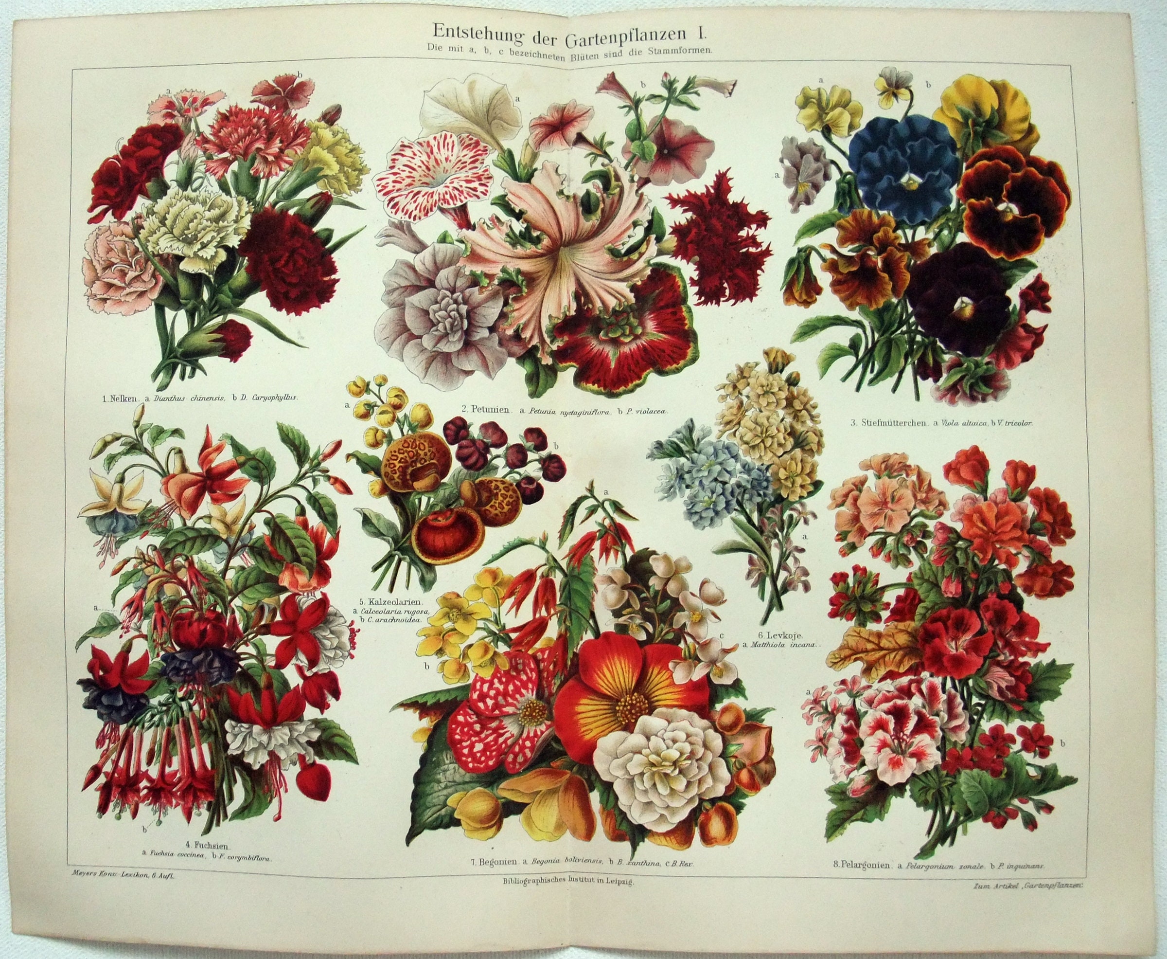 Original 1905 ChromoLithograph by Meyers Antique Zierpflanzen I