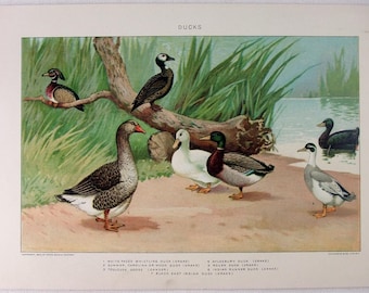 Ducks - Original 1902 Dated Stone Chromo-Lithograph by Julius Bien. Antique