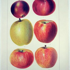 Può includere: Una stampa d'epoca con sei diverse varietà di mele. Le mele sono raffigurate in modo realistico, mostrando i loro colori e forme. La stampa include il testo "APPLES" in alto ed etichette per ogni varietà di mela.