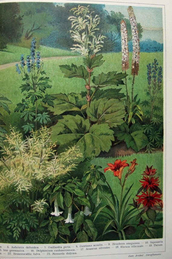 Original 1905 ChromoLithograph by Meyers Antique Zierpflanzen I