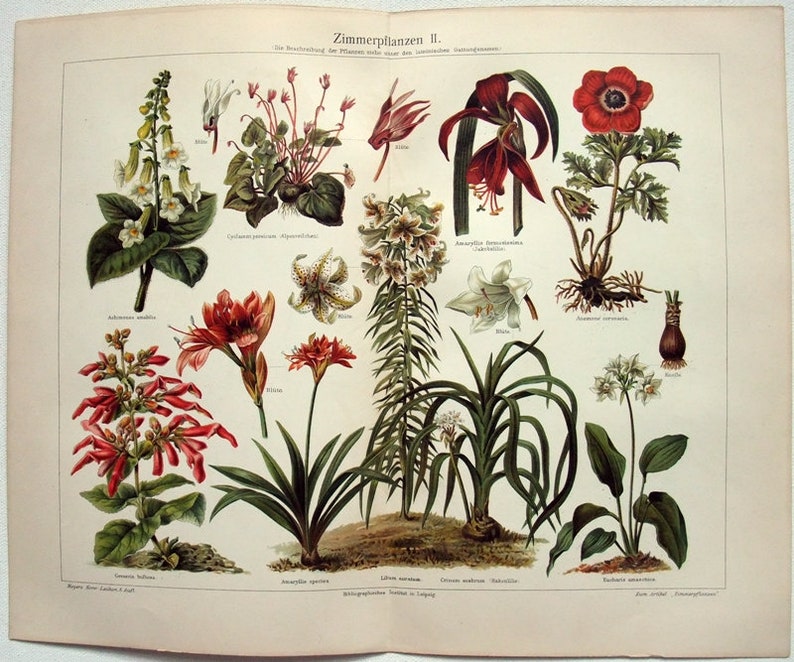 Original 1905 ChromoLithograph by Meyers Antique Zierpflanzen I