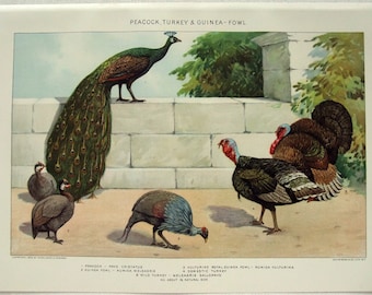Peacock, Turkey & Guinea Fowl - Original 1902 Dated Stone Chromo-Lithograph by Julius Bien.