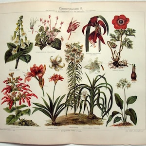 Houseplants II - Original 1907 Chromo-Lithograph by Meyers. Zimmerpflanzen. Antique. Cyclamen Amaryllis Lily