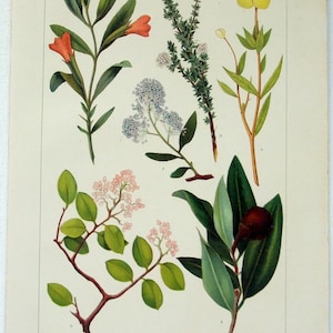 Californische struiken: originele 1902 gedateerde steenchromolithografie van Julius Bien. Antiek Botanisch