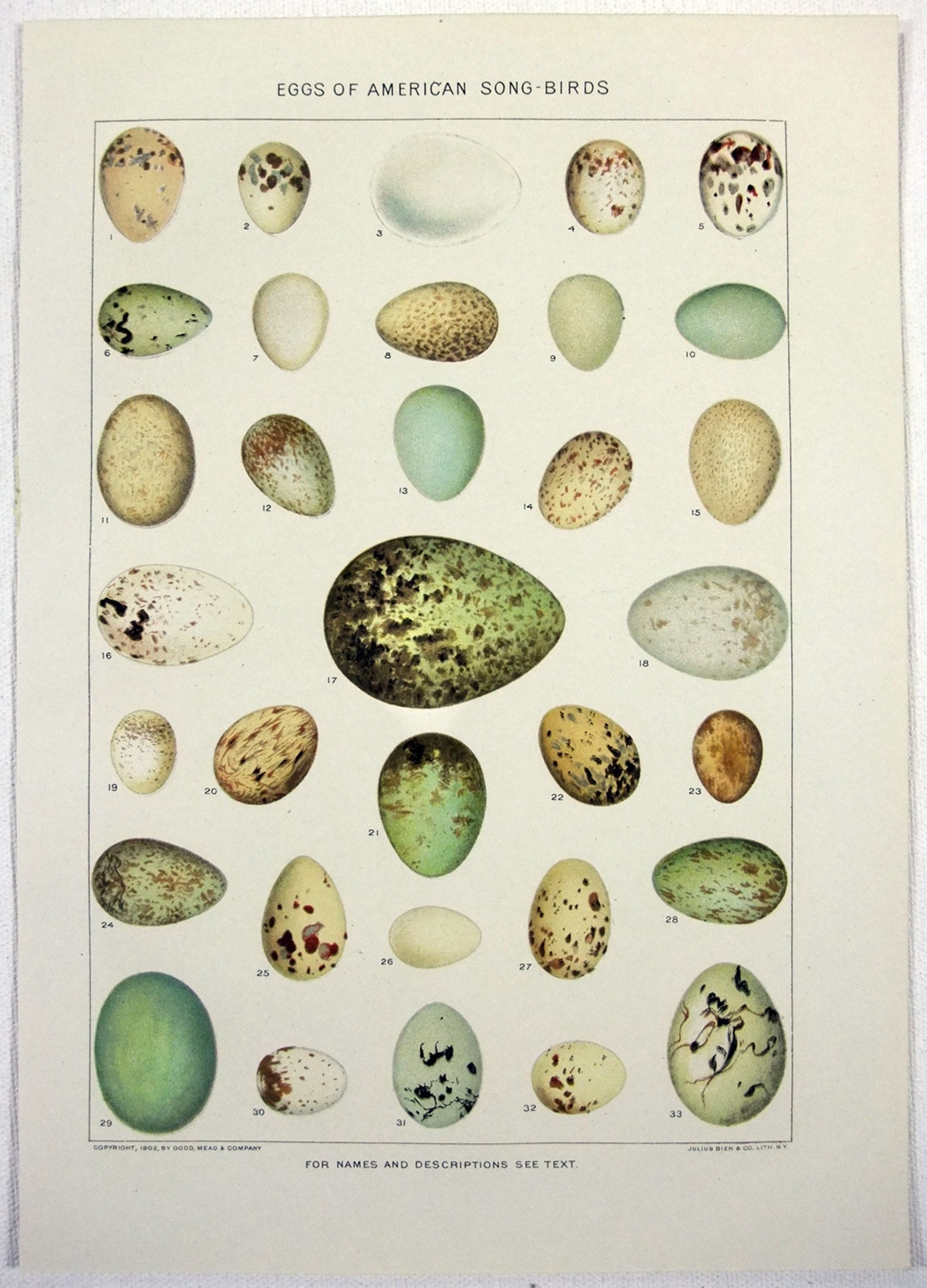 Eggs of American Song Birds - Original 1902 Dated Stone Chromo-Lithograph by Julius Bien.