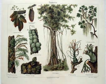 Epiphyte Plants - Originele Chromo-lithografie uit 1905 door Meyers. Antiek.