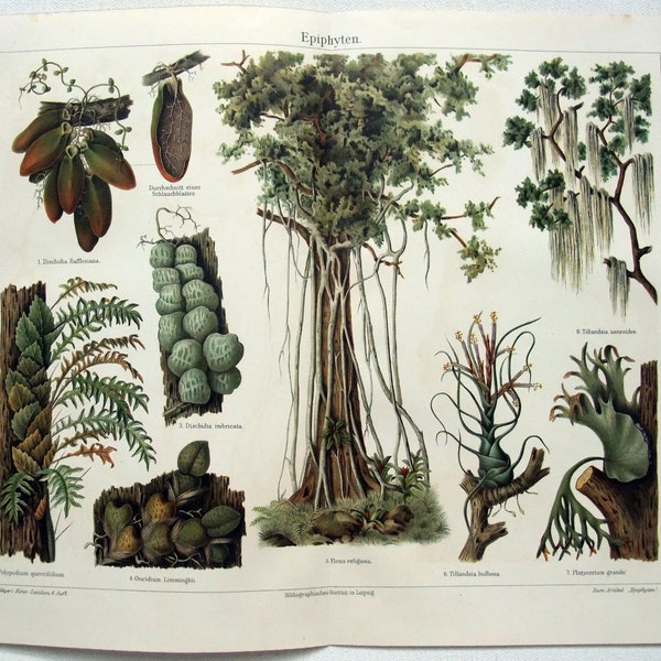 Epiphyte Plants  - Original 1905 Chromo-Lithograph by Meyers. Antique.