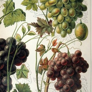 Grapes Original 1905 Chromolithograph by Meyers. Weintrauben image 3