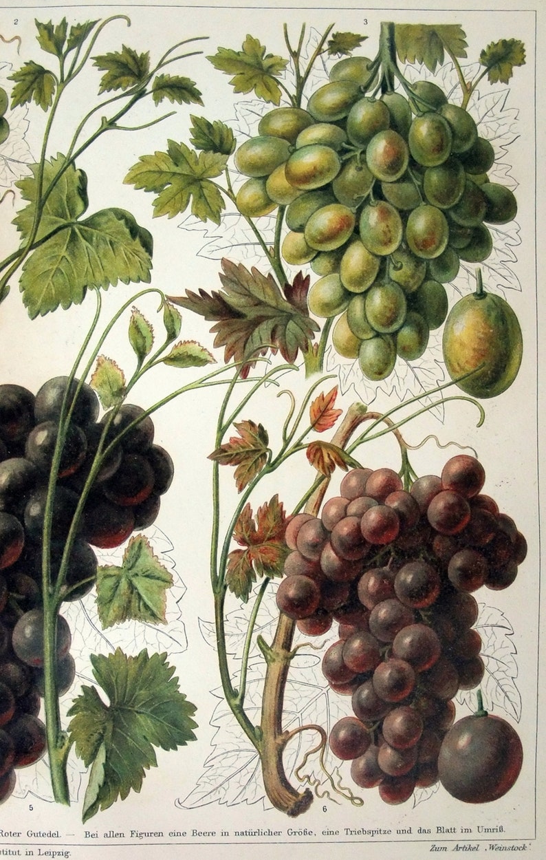 Grapes Original 1905 Chromolithograph by Meyers. Weintrauben image 3