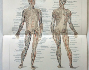 Human Muscles - Original 1896 Chromo-Lithograph by Meyers. Anatomy. Oddity Antique