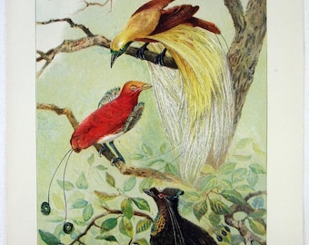 Birds of Paradise - Original 1902 Dated Stone Chromo-Lithograph by Julius Bien.