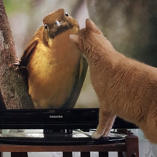 1941年当時の鉄道路線図：ナッシュビル、チャタヌーガ、セントルイス