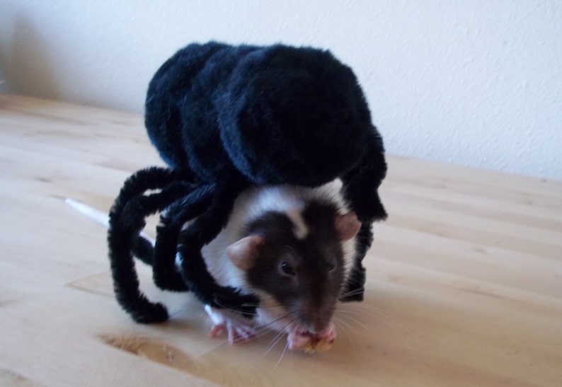 Rat Spider Costme