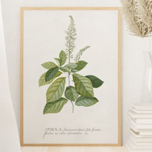 Vintage Botanical Digital Print For Nature Lovers