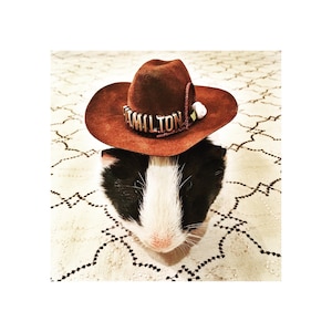 May include: A black and white guinea pig wearing a brown cowboy hat with the word "Hamilton" written on it.