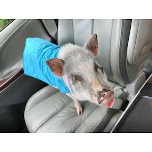 May include: A small, gray and white pig wearing a light blue shirt is sitting in the front seat of a car. The pig is looking directly at the camera.