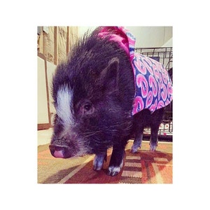 May include: A black and white piglet wearing a pink and blue patterned hooded sweater. The piglet is standing on a patterned rug.