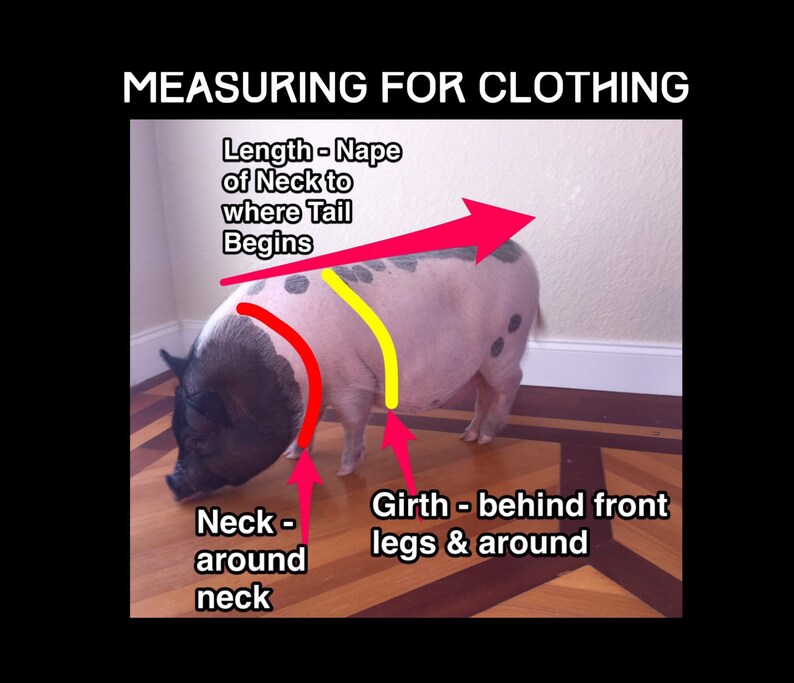 What Happens In Vegas Neck Tie Collar Set