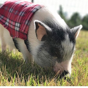 May include: A small black and white piglet wearing a red and white plaid shirt, standing in green grass.