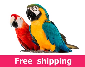 Macaw parrot wall sticker nursery decor, wildlife ara ararauna parrot wall decal removable vinyl bird design. mural parrot wall art [img089]