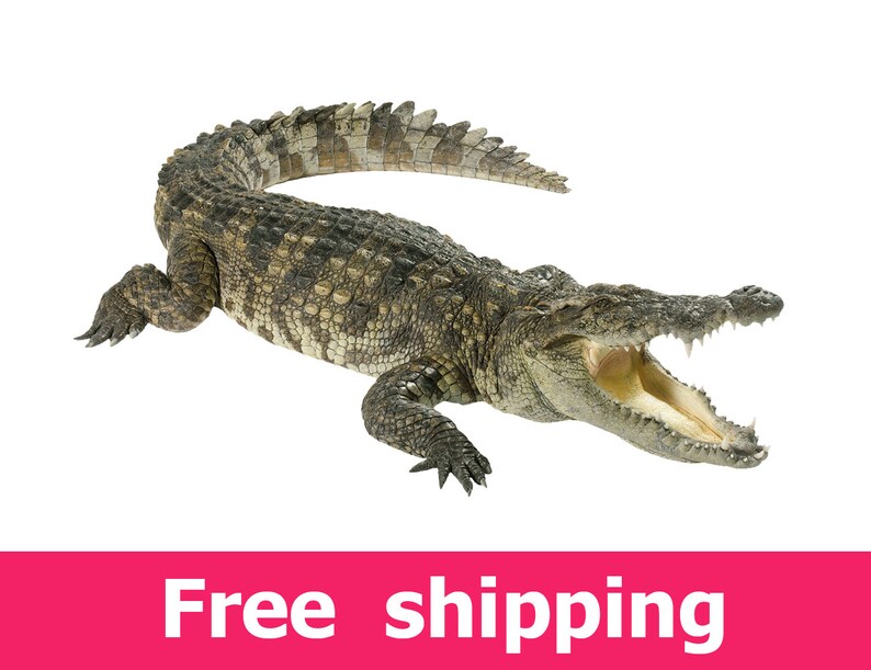 FL008 mural wall art Crocodile wall sticker nursery decor crocodiles wall decal removable vinyl wild animal alligator for room designs