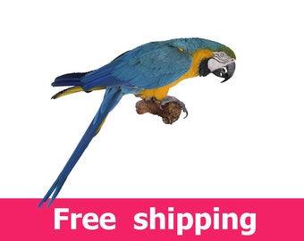 Tropical macaw parrot wall sticker nursery decor, blue macaw parrot wall decal removable vinyl home wild animal bird for room decor [FL004]