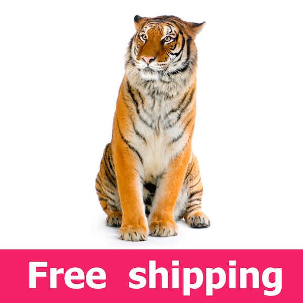 Tiger wall decal room decor, tiger wall sticker removable vinyl wild animal cat for nursery. tiger wall art cat mural lion design [img069]