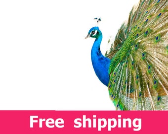 Colorful peacock wall sticker nursery decor, wildlife peacock wall decal removable vinyl bird feather plumage. peacocks wall art [FL033]