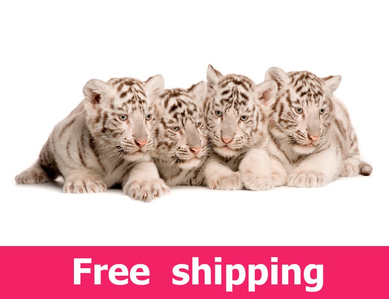 White Tiger Cub Wall Sticker Nursery Decor Tiger Wall Decal Etsy