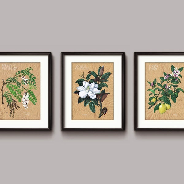 Botanische Drucke / Poster - Citrus Limon, Robinia Pseudoacacia, Magnolia Grandiflora. Druckbare Wandkunst.