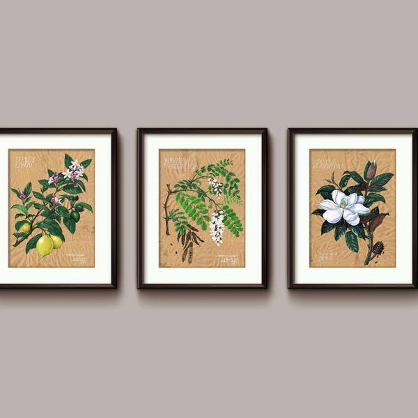 Botanische Drucke 6,5" x 8,75" - Citrus Limon, Robinia Pseudoacacia, Magnolia Grandiflora. 3er Set (drei) hochwertige Drucke