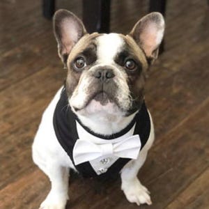 Dog Tuxedo Harness: Adjustable Wedding Outfit with Ornate Buttons
