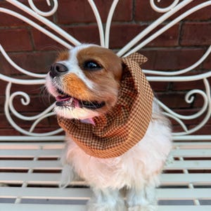 Könnte beinhalten: Ein Cavalier King Charles Spaniel mit weiß-braunem Fell trägt eine Halskrause aus braun-beigem Stoff mit Vichy-Karo-Muster. Der Hund hat eine weiße Blesse im Gesicht und schaut mit leicht geöffnetem Maul nach links aus dem Bild heraus.